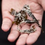 in-tlingit-territory,-the-fight-to-protect-herring-is-complicated