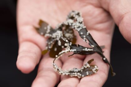 in-tlingit-territory,-the-fight-to-protect-herring-is-complicated