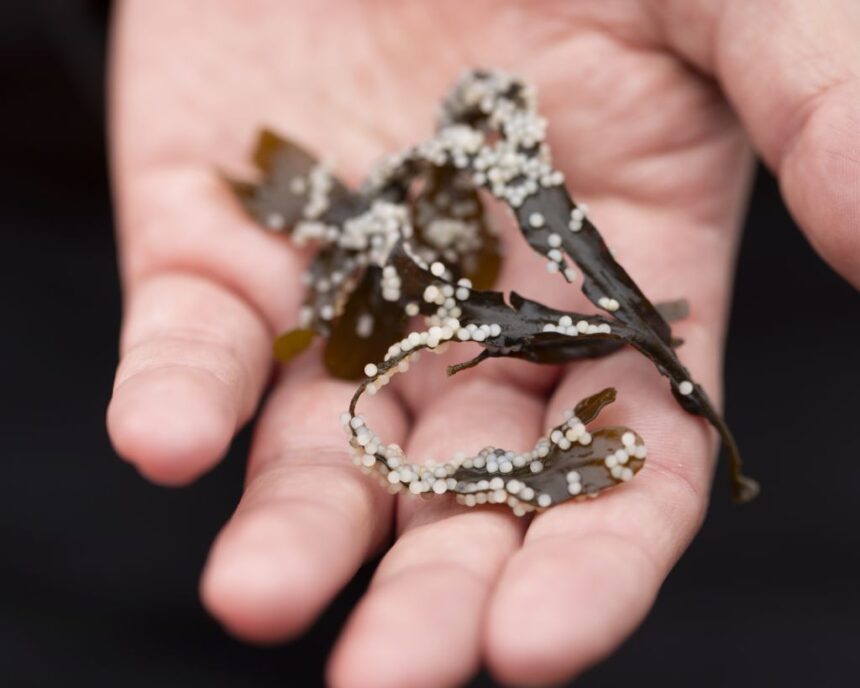 in-tlingit-territory,-the-fight-to-protect-herring-is-complicated