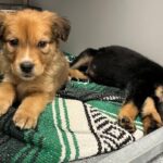 11-puppies-left-outside-regina-humane-society-in-freezing-weather-are-now-safe