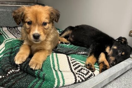 11-puppies-left-outside-regina-humane-society-in-freezing-weather-are-now-safe