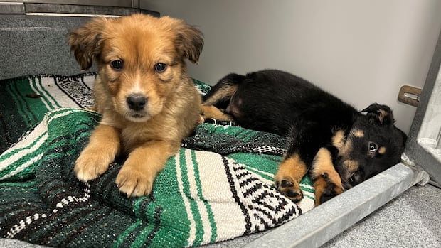 11-puppies-left-outside-regina-humane-society-in-freezing-weather-are-now-safe