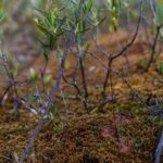 conservation-group-proposes-peatland-strategy,-fighting-to-prevent-peat-mining-in-northern-sask.