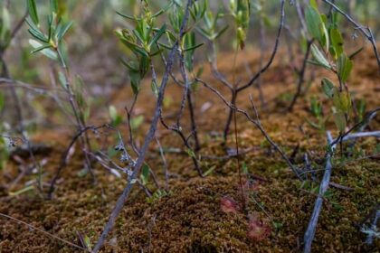 conservation-group-proposes-peatland-strategy,-fighting-to-prevent-peat-mining-in-northern-sask.