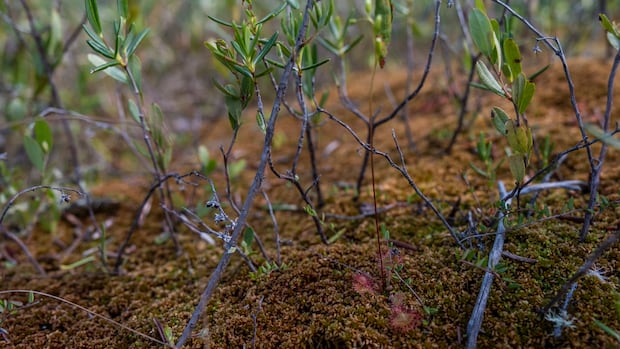 conservation-group-proposes-peatland-strategy,-fighting-to-prevent-peat-mining-in-northern-sask.