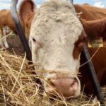 beef-prices-are-soaring.-here’s-why-canada-is-facing-record-low-cattle-numbers
