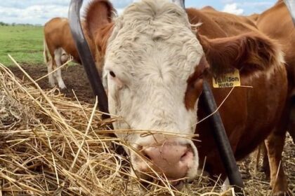 beef-prices-are-soaring.-here’s-why-canada-is-facing-record-low-cattle-numbers