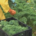 report-says-nova-scotia-failing-to-protect-female-migrant-workers