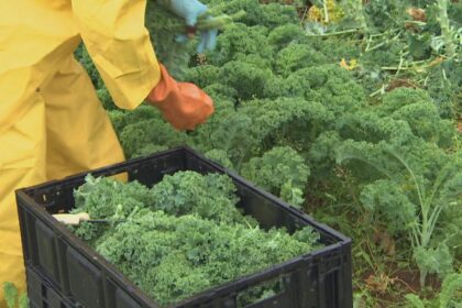 report-says-nova-scotia-failing-to-protect-female-migrant-workers