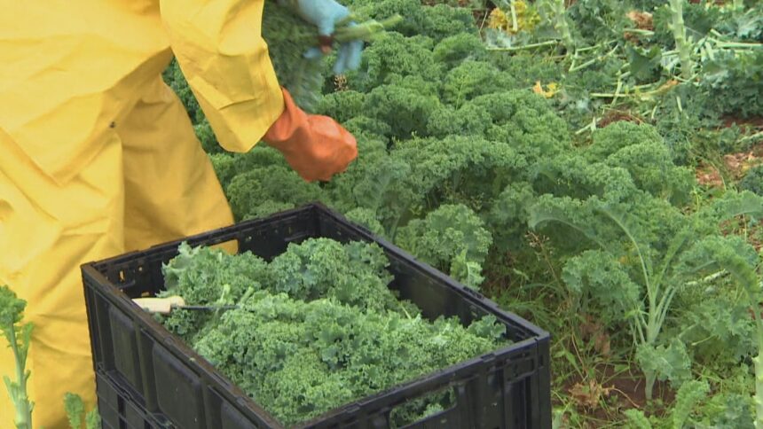 report-says-nova-scotia-failing-to-protect-female-migrant-workers