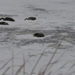 die-off-of-hundreds-of-birds-something-manitoba-hasn’t-experienced-‘at-this-scale’:-biologist