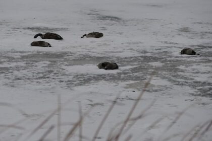 die-off-of-hundreds-of-birds-something-manitoba-hasn’t-experienced-‘at-this-scale’:-biologist