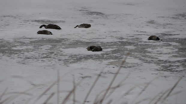 die-off-of-hundreds-of-birds-something-manitoba-hasn’t-experienced-‘at-this-scale’:-biologist