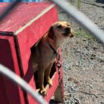 dogs-dying-cold-and-alone