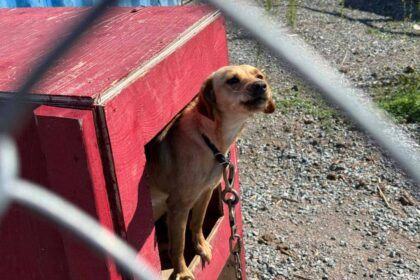 dogs-dying-cold-and-alone