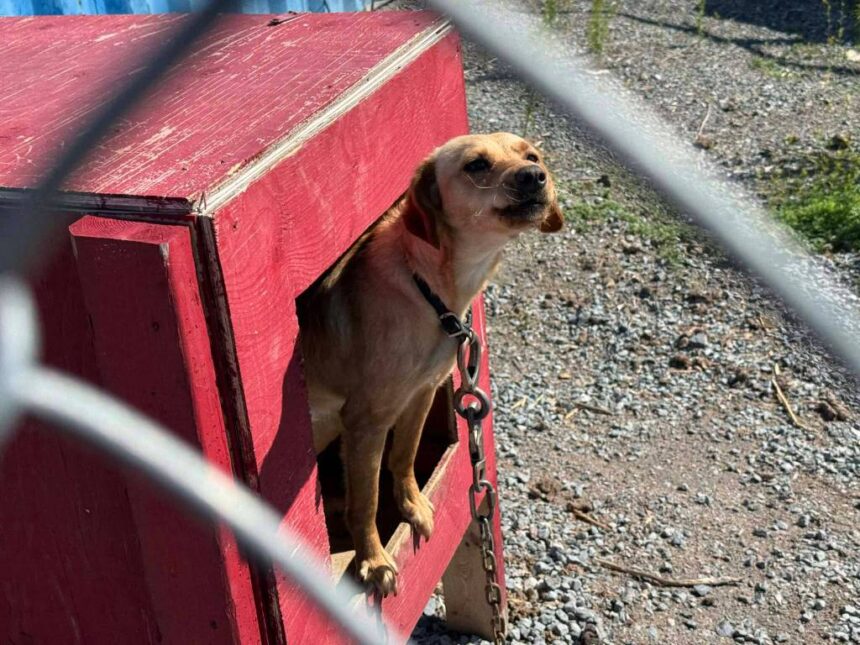 dogs-dying-cold-and-alone