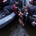 crews-rescue-entangled-sea-lion-in-vancouver-island’s-cowichan-bay