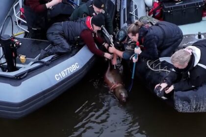 crews-rescue-entangled-sea-lion-in-vancouver-island’s-cowichan-bay