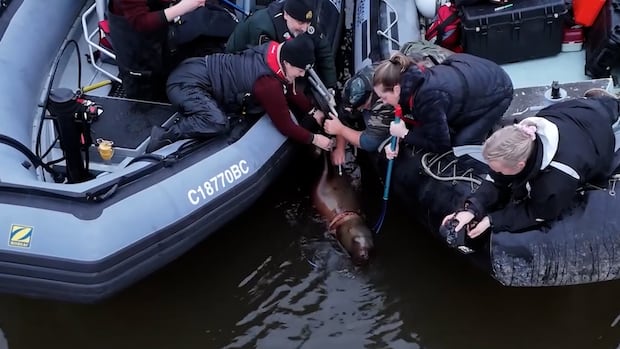 crews-rescue-entangled-sea-lion-in-vancouver-island’s-cowichan-bay