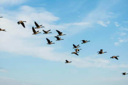 the-science-of-goose-break-hunters-and-researchers-follow-evolving-migration-patterns
