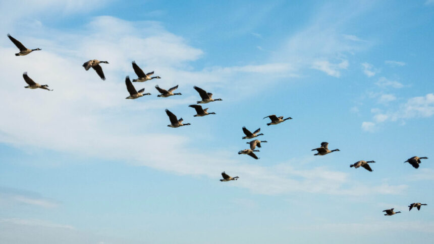 the-science-of-goose-break-hunters-and-researchers-follow-evolving-migration-patterns