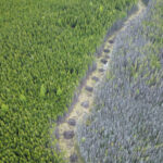 osoyoos-indian-band-set-to-restore-native-plants,-species-in-wildfire-ravaged-forests