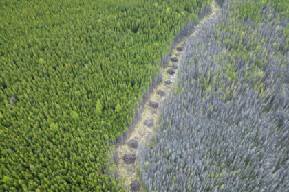 osoyoos-indian-band-set-to-restore-native-plants,-species-in-wildfire-ravaged-forests