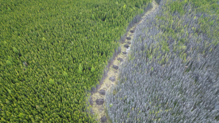 osoyoos-indian-band-set-to-restore-native-plants,-species-in-wildfire-ravaged-forests