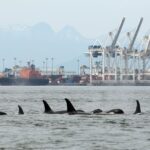 industrial-sacrifice-zone:-the-plan-to-bring-oil-supertankers-to-the-mouth-of-the-fraser-river