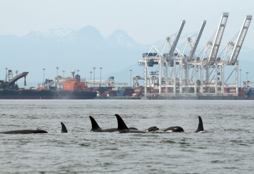 industrial-sacrifice-zone:-the-plan-to-bring-oil-supertankers-to-the-mouth-of-the-fraser-river