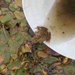 five-million-frogs-have-been-relocated-for-industry-in-bc.-no-one-knows-how-many-survived