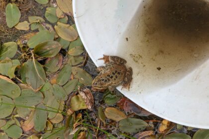 five-million-frogs-have-been-relocated-for-industry-in-bc.-no-one-knows-how-many-survived