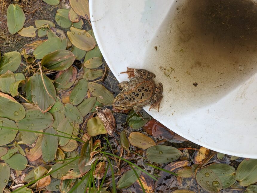 five-million-frogs-have-been-relocated-for-industry-in-bc.-no-one-knows-how-many-survived