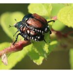 researchers-working-to-confirm-japanese-beetle-killing-insect’s-presence-in-nova-scotia