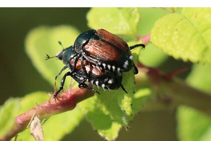 researchers-working-to-confirm-japanese-beetle-killing-insect’s-presence-in-nova-scotia