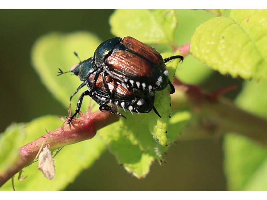 researchers-working-to-confirm-japanese-beetle-killing-insect’s-presence-in-nova-scotia