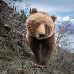 an-intimate-look-at-life-alongside-grizzly-bears