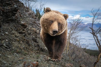 an-intimate-look-at-life-alongside-grizzly-bears