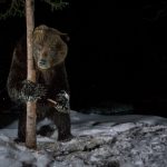 the-most-stunning-grizzly-bear-photos-ive-ever-seen