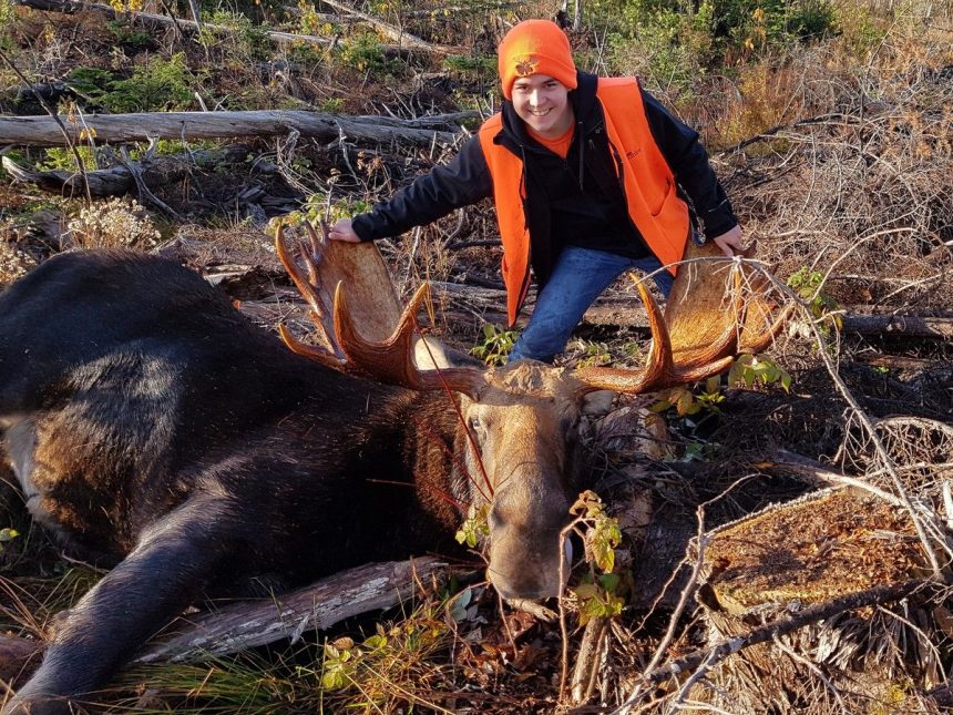 study-to-look-at-how-glyphosate,-ddt-impact-province’s-moose