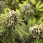 second-cabinet-minister-admits-touring-pot-facility-ahead-of-raid