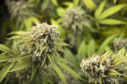 second-cabinet-minister-admits-touring-pot-facility-ahead-of-raid