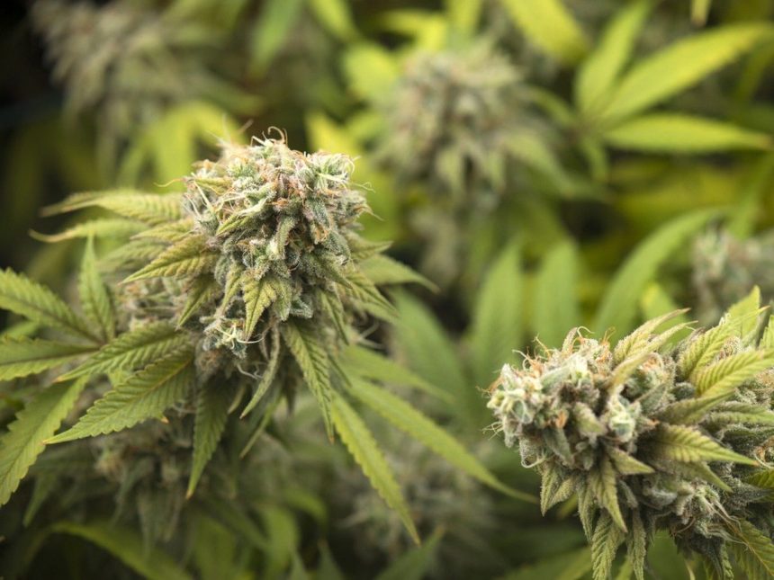 second-cabinet-minister-admits-touring-pot-facility-ahead-of-raid