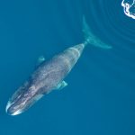 barry-zellen:-remembering-the-great-bowhead-hunt-of-1991