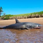 kayakers-discover-dead-great-white-shark-on-northern-nova-scotia-beach