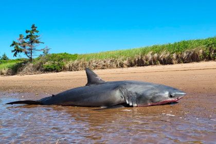 kayakers-discover-dead-great-white-shark-on-northern-nova-scotia-beach