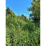 letter:-i-dream-of-scythes-and-tall-grass