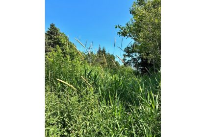 letter:-i-dream-of-scythes-and-tall-grass
