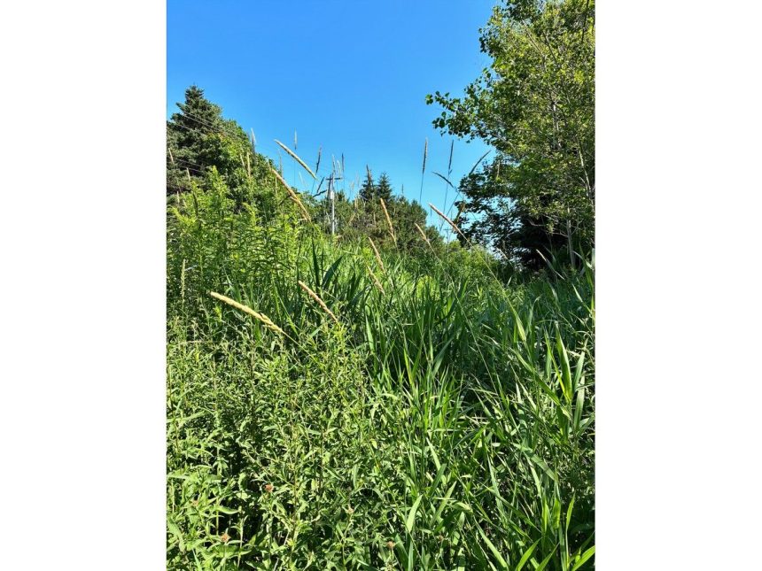letter:-i-dream-of-scythes-and-tall-grass
