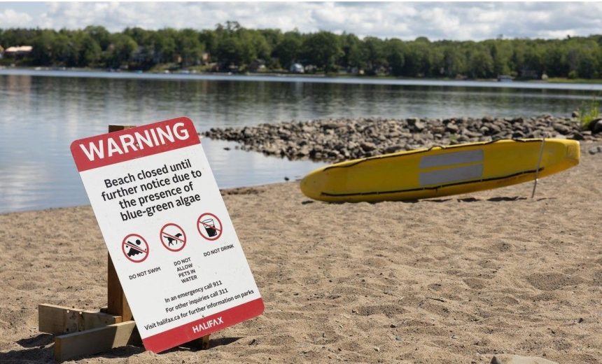 popular-beach-in-halifax-closed-indefinitely-after-blue-green-algae-outbreak